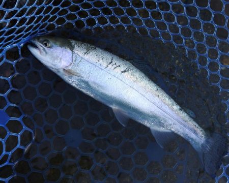 天竜川ルアーフライ専用区解禁！